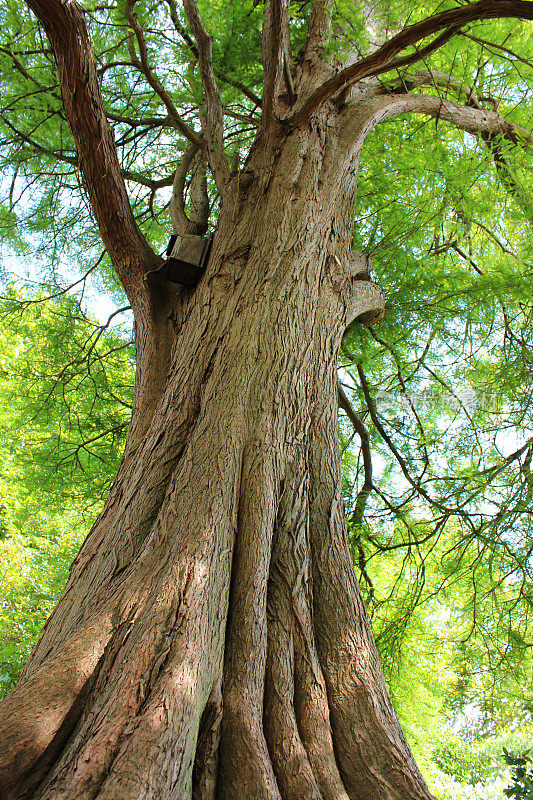 大沼泽柏树(taxodium distichum)树干的查象